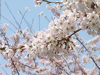 やっと春らしく～